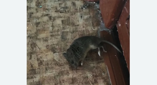 Дезинфекция от мышей в Замоскворечье города Москвы