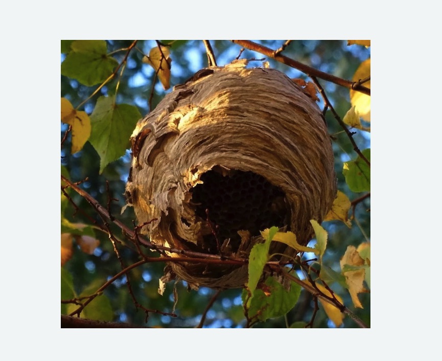 Обработка от шершней в Замоскворечье города Москвы