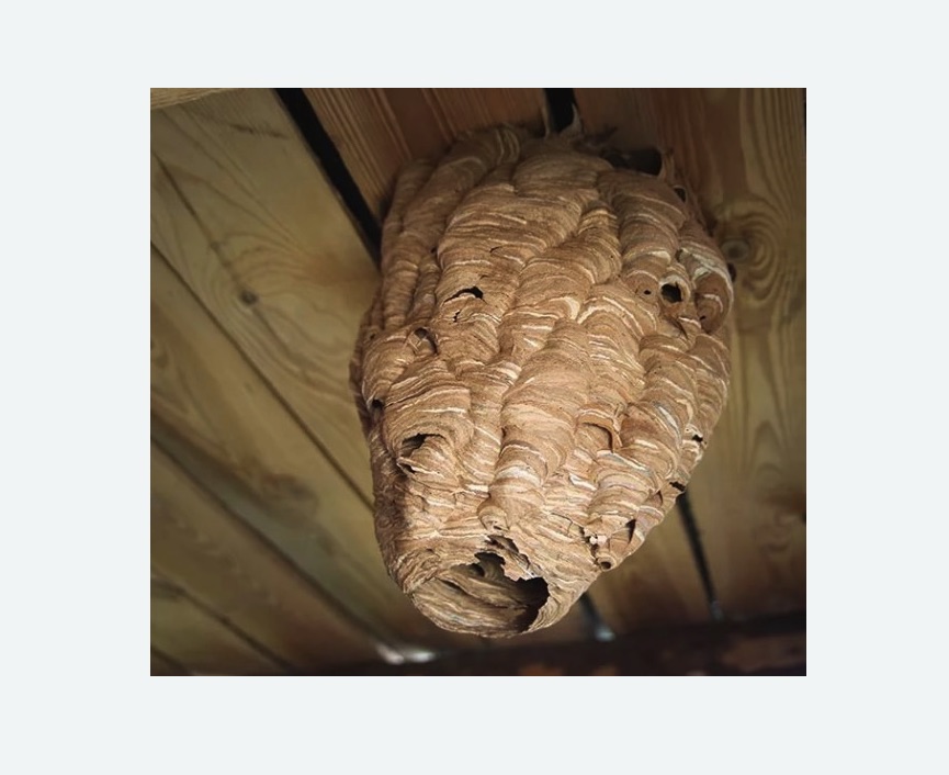 обработка от шершней в Замоскворечье города Москвы