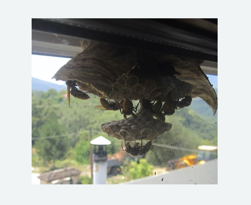 Уничтожение гнёзд шершней в Замоскворечье города Москвы