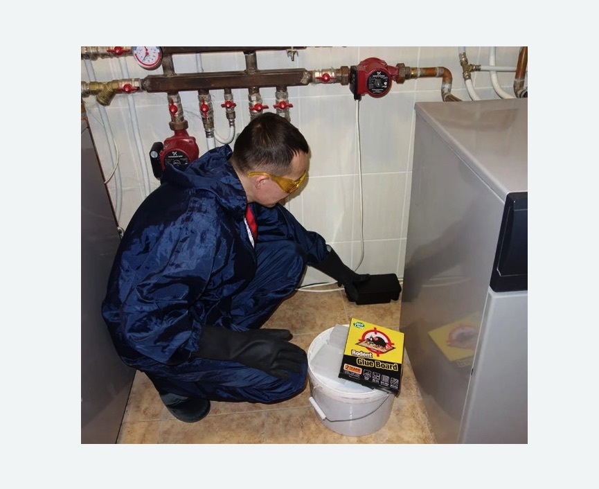 Уничтожение крыс в Замоскворечье города Москвы